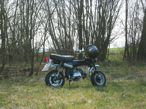 Craigs Dax im Märzbecherwald Craigs Dax im Märzbecherwald